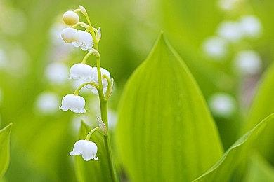 《拳皇15》开发者寄语谈新参战角色维普 活用中距离攻击